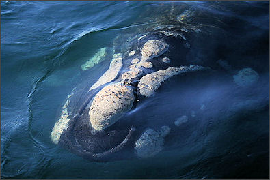 20120522-right whalebbb.jpg